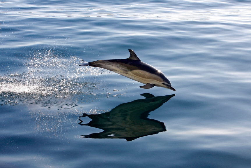 For EDITORIAL USE only, please credit: Guo Chuan/Green Dragon Racing/Volvo Ocean Race

Dolphins leaping next to Green Dragon, on leg 6 of the Volvo Ocean Race, from Rio de Janeiro to Boston

The Volvo Ocean Race 2008-09 will be the 10th running of this ocean marathon. Starting from Alicante in Spain, on 4 October 2008, it will, for the first time, take in Cochin, India, Singapore and Qingdao, China before finishing in St Petersburg, Russia for the first time in the history of the race. Spanning some 37,000 nautical miles, visiting 11 ports over nine months, the Volvo Ocean Race is the world's premier ocean yacht race for professional racing crews.

For all media enquiries please contact Lizzie Ward on +44 (0)1489 554 832 or email lizzie.ward@volvooceanrace.org. For all photographic enquiries, please contact Tim Stonton on +44 (0)1489 554 867 or email tim.stonton@volvooceanrace.org. For further images, please go to http://images.volvooceanrace.org